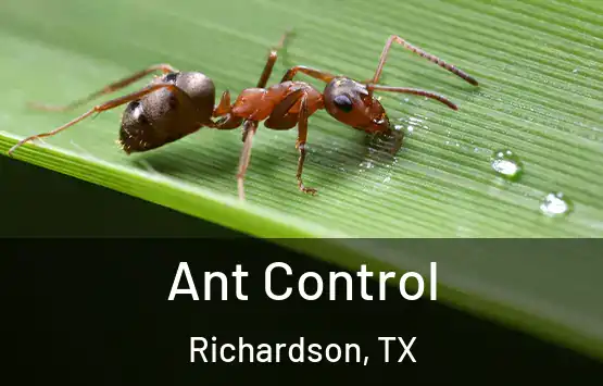  Ant Control Richardson, TX