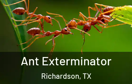  Ant Exterminator Richardson, TX