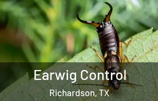  Earwig Control Richardson, TX