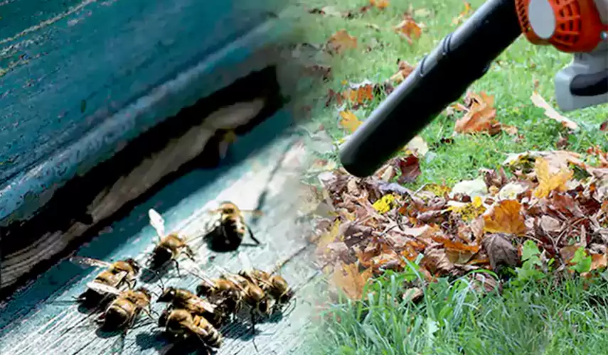 Wasps Pest Control Richardson, TX