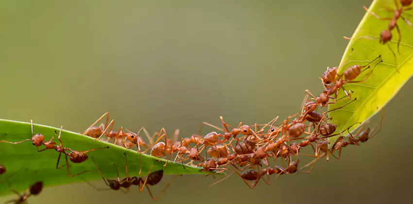 ant-control in Richardson, TX