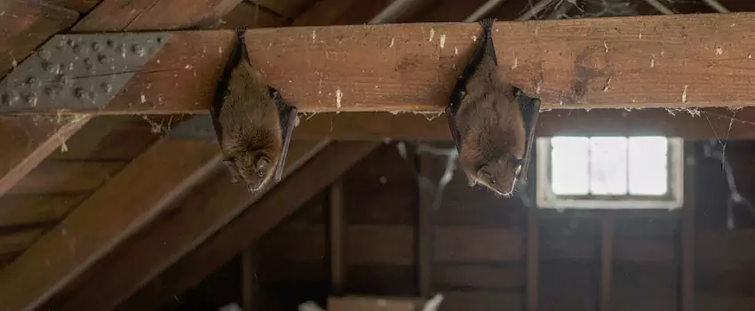 bat-exterminator in Richardson, TX