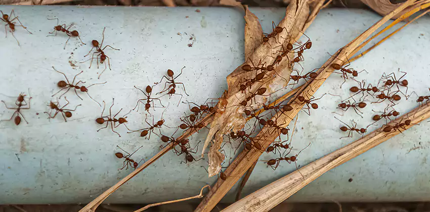 Fire Ant Extermination in Yards, Parks, and Outdoor Spaces Richardson, TX