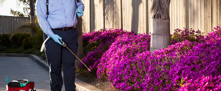 Commercial Mosquito Control Services in Richardson, TX