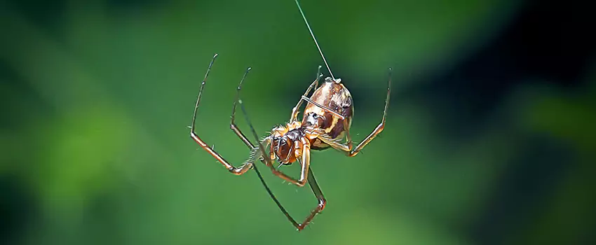 Spider and Mosquito Control Solutions Richardson, TX