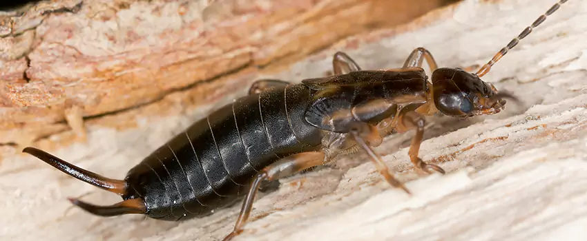 earwig-control in Richardson, TX