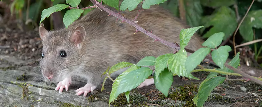 mice-control in Richardson, TX