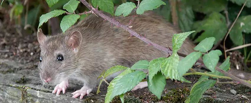 mouse-control in Richardson, TX