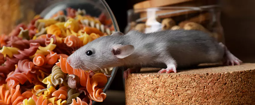 mouse-exterminator in Richardson, TX