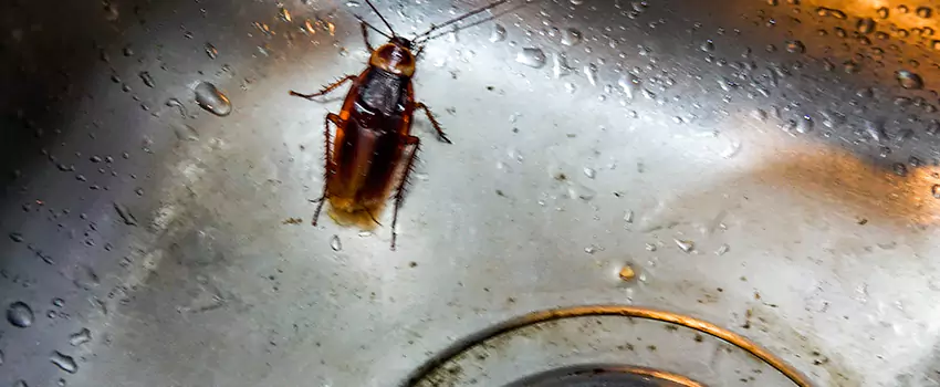 roach-control in Richardson, TX