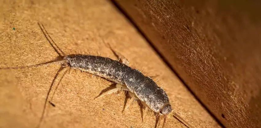 silverfish-control in Richardson, TX