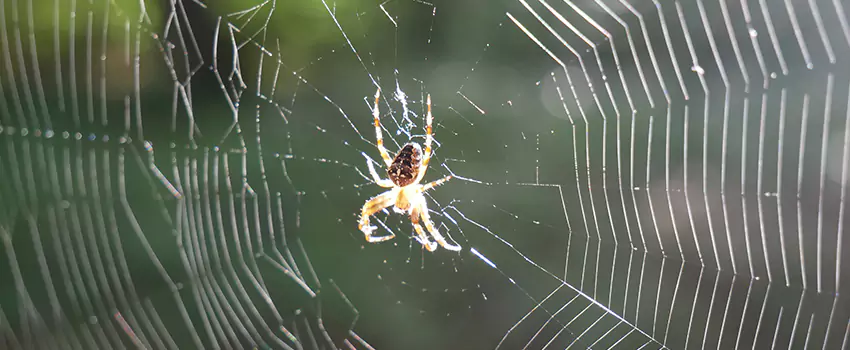 spider-pest-control in Richardson, TX