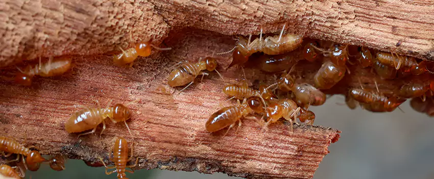 termite-treatment in Richardson, TX