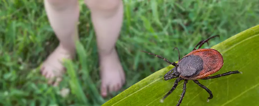 tick-treatment-for-yard in Richardson, TX