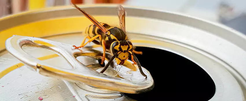 yellow-jacket-exterminator in Richardson, TX