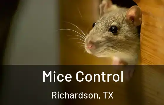  Mice Control Richardson, TX