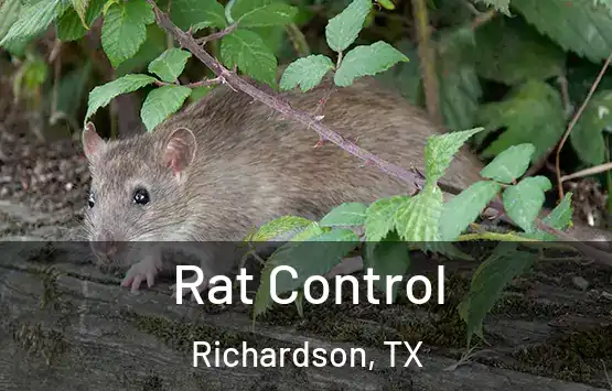  Rat Control Richardson, TX