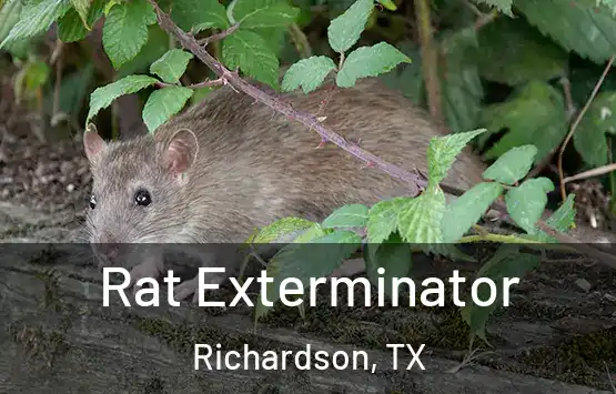  Rat Exterminator Richardson, TX