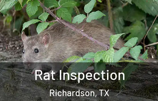  Rat Inspection Richardson, TX