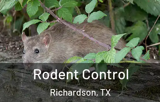  Rodent Control Richardson, TX
